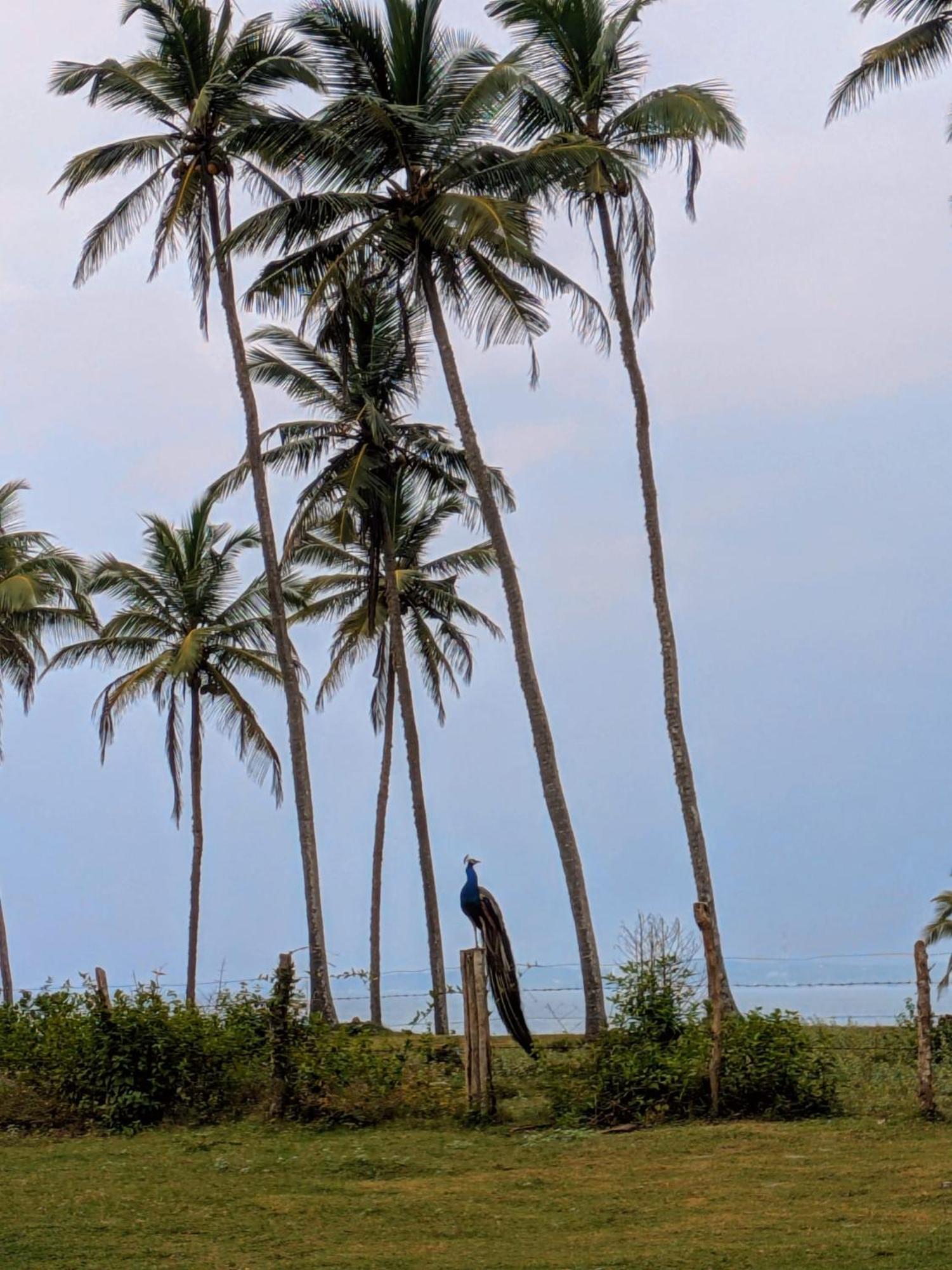 Coconut Tree Hill Rekawa Bed & Breakfast Tangalle Eksteriør bilde